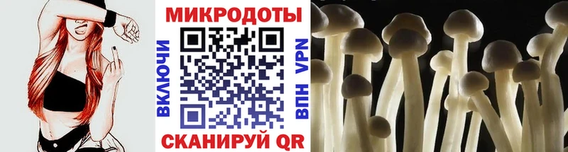 Псилоцибиновые грибы Psilocybe  Дно 